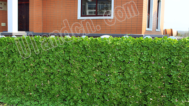 優(yōu)蘭德Uland,仿真植物墻專家!