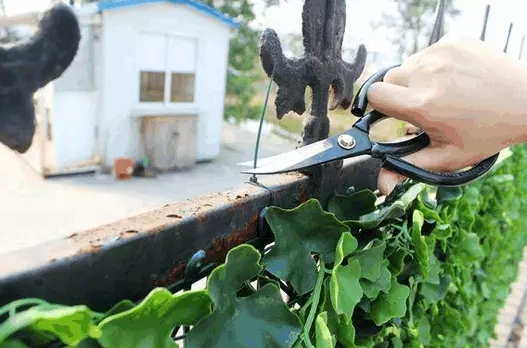 仿真植物墻安裝完畢