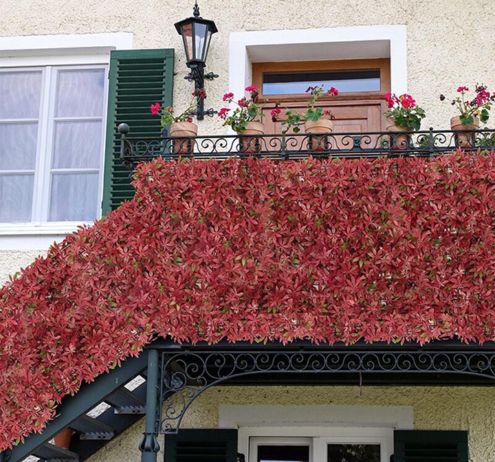 仿真紅楓葉場景圖