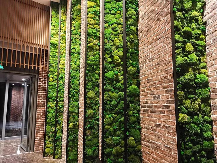 苔蘚植物墻效果圖