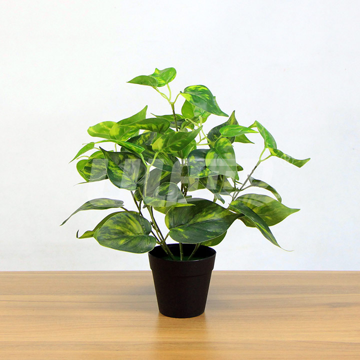 仿真植物小盆栽豬心草