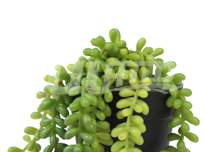 仿真塑料多肉植物玉綴