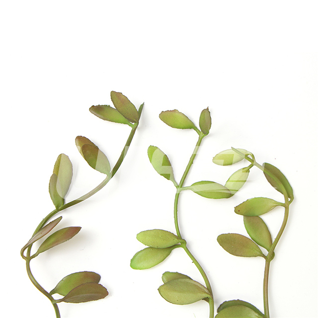 仿真多肉細節(jié)圖