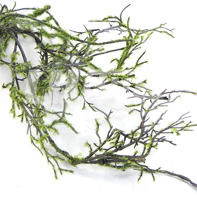 灰綠色苔蘚珊瑚藤